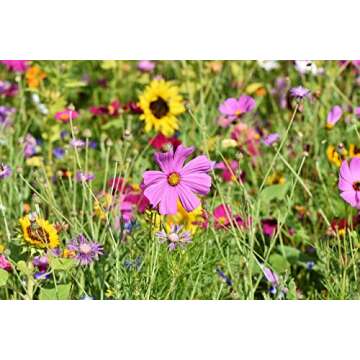 Set of 29 Black Duck Brand Flower Seed Packets 29 Varieties of Seeds! Y