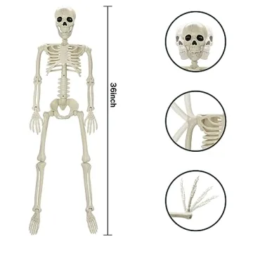 36" Halloween Skeleton - Posable Decor for Spooky Fun