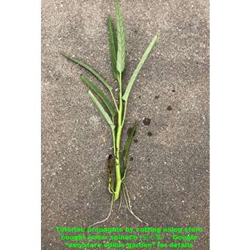 2025 Asian Bitter Gourd Seeds for Vegetable Gardening