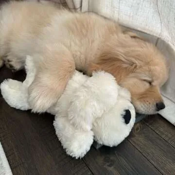 Snuggle Puppy Junior Dog Toy - Heartbeat Plush for Small Dogs