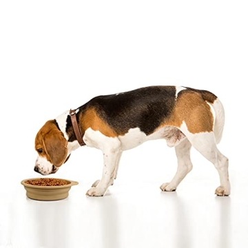 Collapsible Dog Bowl for Easy Feeding on the Go
