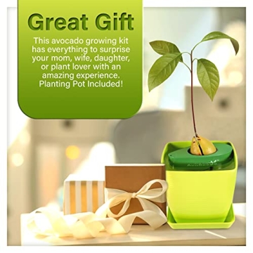 AvoSeedo Avocado Tree Growing Kit with Pot, Green, Practical Gifts for Women, Mom, Sister, Best Friend & Kids, Plant Indoors with Novelty Pit Grower Boat & Kitchen Garden Seed Starter