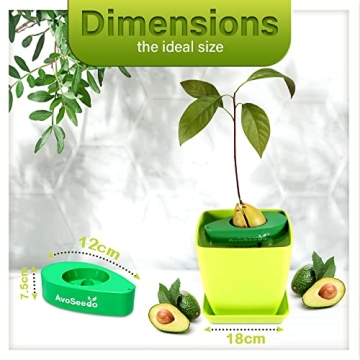 AvoSeedo Avocado Tree Growing Kit with Pot, Green, Practical Gifts for Women, Mom, Sister, Best Friend & Kids, Plant Indoors with Novelty Pit Grower Boat & Kitchen Garden Seed Starter