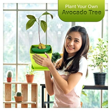 AvoSeedo Avocado Tree Growing Kit with Pot, Green, Practical Gifts for Women, Mom, Sister, Best Friend & Kids, Plant Indoors with Novelty Pit Grower Boat & Kitchen Garden Seed Starter