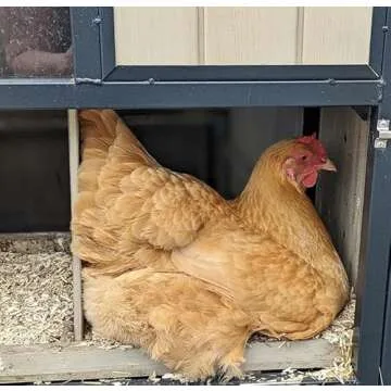 Eaton Hemp Pet Bedding - Eco-Friendly & Absorbent Pet Care