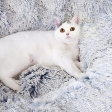 Fluffy Plush Cat Dog Tunnel Bed - 3 FT Playground