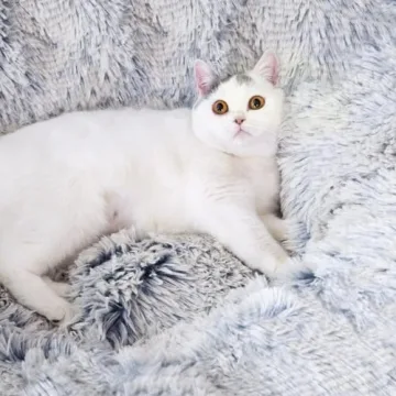 Fluffy Plush Cat Dog Tunnel Bed - 3 FT Playground