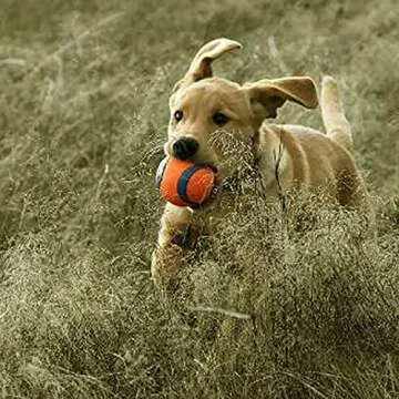 Chuckit! 170401 Dog Toy, XL, Rubber, Blue/Orange