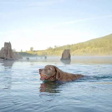 Chuckit! 170401 Dog Toy, XL, Rubber, Blue/Orange