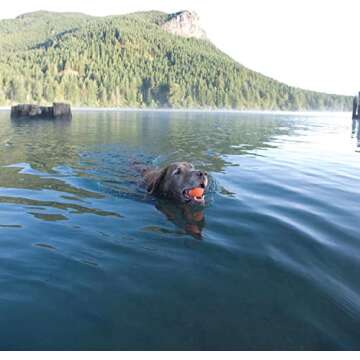 Chuckit! 170401 Dog Toy, XL, Rubber, Blue/Orange