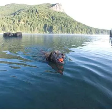 Chuckit! 170401 Dog Toy, XL, Rubber, Blue/Orange