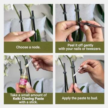 Miracle Lab Keiki Cloning Paste Special Cytokinin Formula Gives a New Baby Orchid (Keiki) in Weeks-Can Be Used on All Kinds of Orchids and Also House Plants (1 Pack)