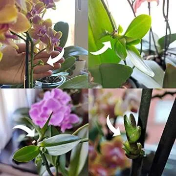 Miracle Lab Cloning Paste for Orchid Growth Boosting