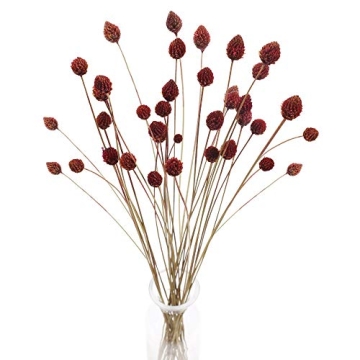MHMJON 30 Pcs Dried Flowers Bouquet Bulk Mini Billy Ball Flowers Pine Cone Flowers Natural Dried Flo...