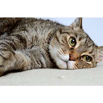 DrFormulas Nexabiotic Probiotics for Cats Powder | Treats Diarrhea for Pets with Saccharomyces Boulardii Lactobacillus Acidophilus, Best Probiotics Supplement for Digestive Health 30 Capsule