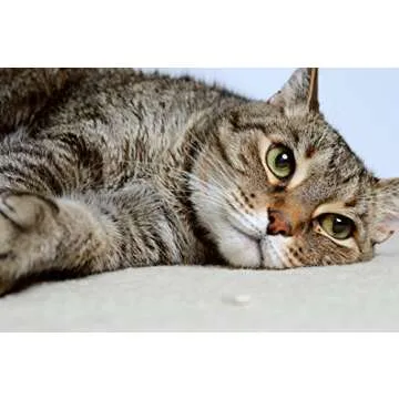 DrFormulas Nexabiotic Probiotics for Cats Powder | Treats Diarrhea for Pets with Saccharomyces Boulardii Lactobacillus Acidophilus, Best Probiotics Supplement for Digestive Health 30 Capsule