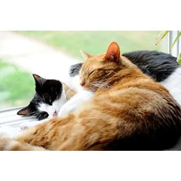 DrFormulas Nexabiotic Probiotics for Cats Powder | Treats Diarrhea for Pets with Saccharomyces Boulardii Lactobacillus Acidophilus, Best Probiotics Supplement for Digestive Health 30 Capsule