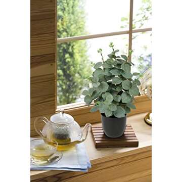 Briful Artificial Eucalyptus Plant Decor 14’’ Fake Eucalyptus with Frosted Leaves Faux Eucalyptus with Lush Foliage in Black Pot Fake Plant for Indoor Living Room Bathroom Kitchen