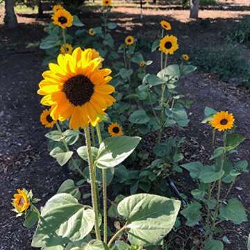 Plant Good Seed Organic Soraya Sunflower Seeds - Pack of 50, Heirloom Seeds for Planting Flowers - G...