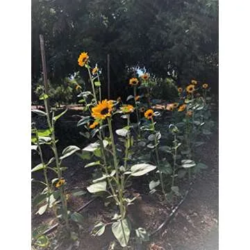 Plant Good Seed Organic Soraya Sunflower Seeds - Pack of 50, Heirloom Seeds for Planting Flowers - Gardening Supplies, Wildflower, Flower Seeds to Plant Outside - Non-GMO, from USA