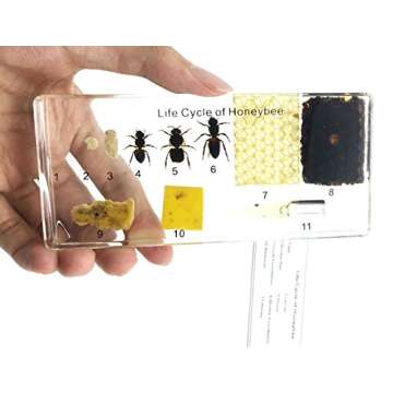 Lifecycle of a Honey Bee Science Classroom Specimens for Science Education