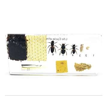 Lifecycle of a Honey Bee Science Classroom Specimens for Science Education