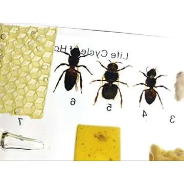 Lifecycle of a Honey Bee Science Classroom Specimens for Science Education
