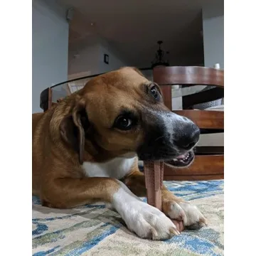 SPOT Bam-Bones Plus T Bone - Bamboo Fiber & Nylon, Durable Long Lasting Dog Chew for Aggressive Chewers – Great Toy for Adult Dogs & Teething Puppies Under 90lbs, Non-Splintering, 7in, Beef Flavor