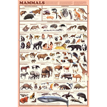 Vibrant Mammals Educational Science Chart Poster 24x36
