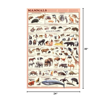 Vibrant Mammals Educational Science Chart Poster 24x36