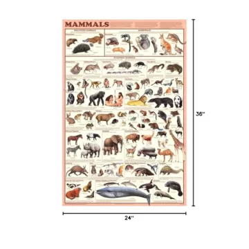Vibrant Mammals Educational Science Chart Poster 24x36