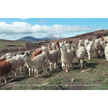 Cheeky Checks Alpaca Throw Blanket - 100% Baby Alpaca Wool