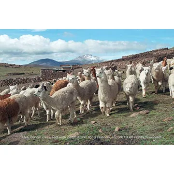 Cheeky Checks Alpaca Throw Blanket - 100% Baby Alpaca Wool