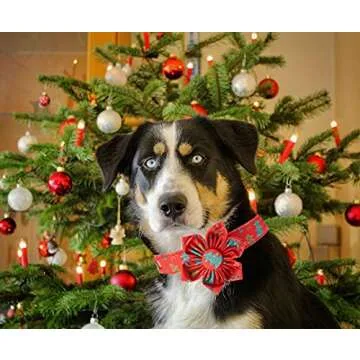 Elegant little tail Christmas Dog Collar, Female or Male Dog Collar Flower, Pet Collar Adjustable Do...