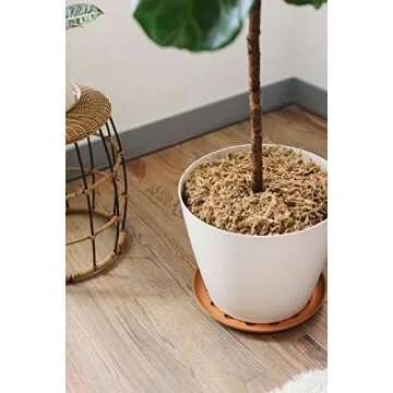 Curtis Wagner Plant Saucer 5-Pack - Durable and Stylish