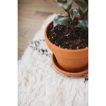 Curtis Wagner Plant Saucer 5-Pack - Durable and Stylish