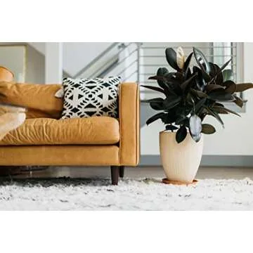 Curtis Wagner Plant Saucer 5-Pack - Durable and Stylish