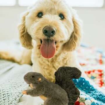 ALL FOR PAWS Classic Squirrel Pet Toys, Small
