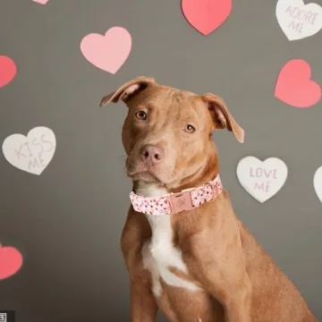 Elegant Little Tail Pink Heart Dog Collar for Medium Dogs