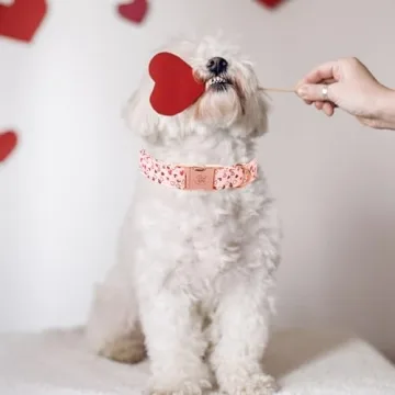 Elegant Little Tail Pink Heart Dog Collar for Medium Dogs