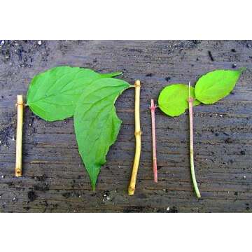 Hydrofarm DG00201 Liquid Hormone Concentrate Hydroponic Rooting Solution, 2-Ounce