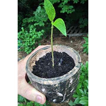 Hydrofarm DG00201 Liquid Hormone Concentrate Hydroponic Rooting Solution, 2-Ounce