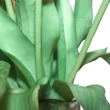 15pcs Artificial Tulips Flowers, Fake Tulips Real Touch, Faux Latex Tulips Bouquets, for Party Wedding Home Room Decoration (White)