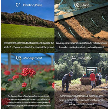 Gangwoninsam Korean Red Ginseng Extract for Wellness Boost