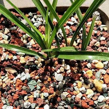 Premium Horticultural Lava Rock Pebbles for Succulents