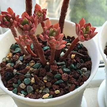 Premium Horticultural Lava Rock Pebbles for Succulents