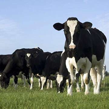 100% Cultured Grassfed Ghee by Tin Star Foods (13.5 oz) | Whole30 | Paleo | Lactose-Free