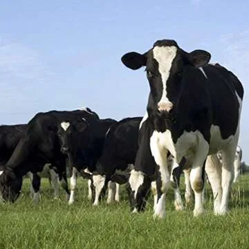 100% Cultured Grassfed Ghee by Tin Star Foods (13.5 oz) | Whole30 | Paleo | Lactose-Free