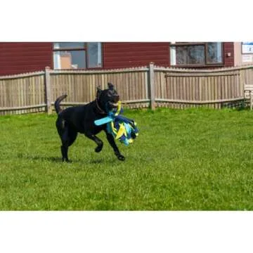 Coachi Tuggi Spider Interactive Dog Toy for Fun Play