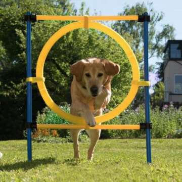 Comprehensive P.A.W.I.S.E Dog Agility Training Kit for Active Play